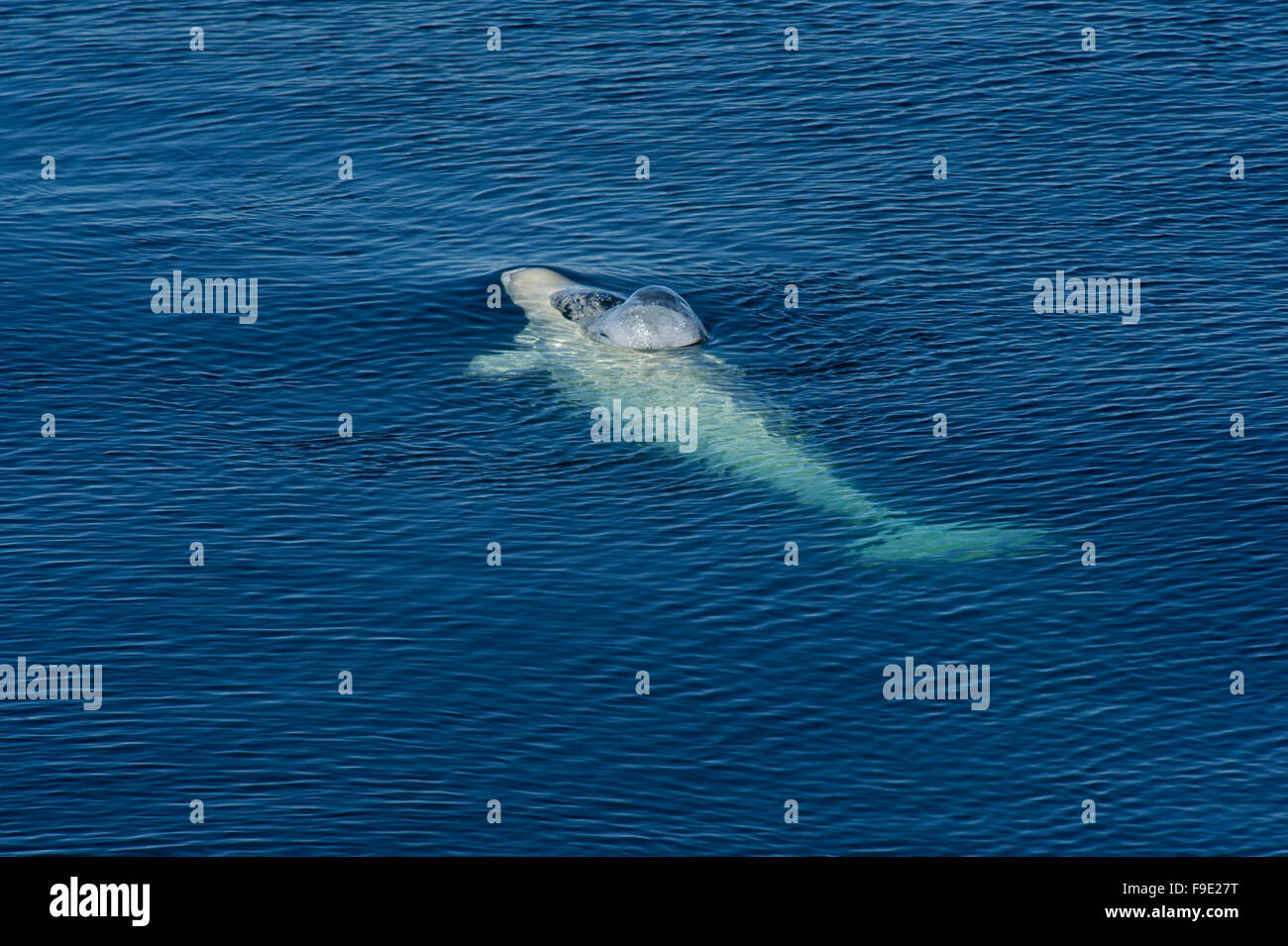 Ein Beluga-Wal (Delphinapterus Leucas) eine Seifenblase, wie es zum Atmen von der Nord-West Küste von Spitzbergen Oberflächen Stockfoto