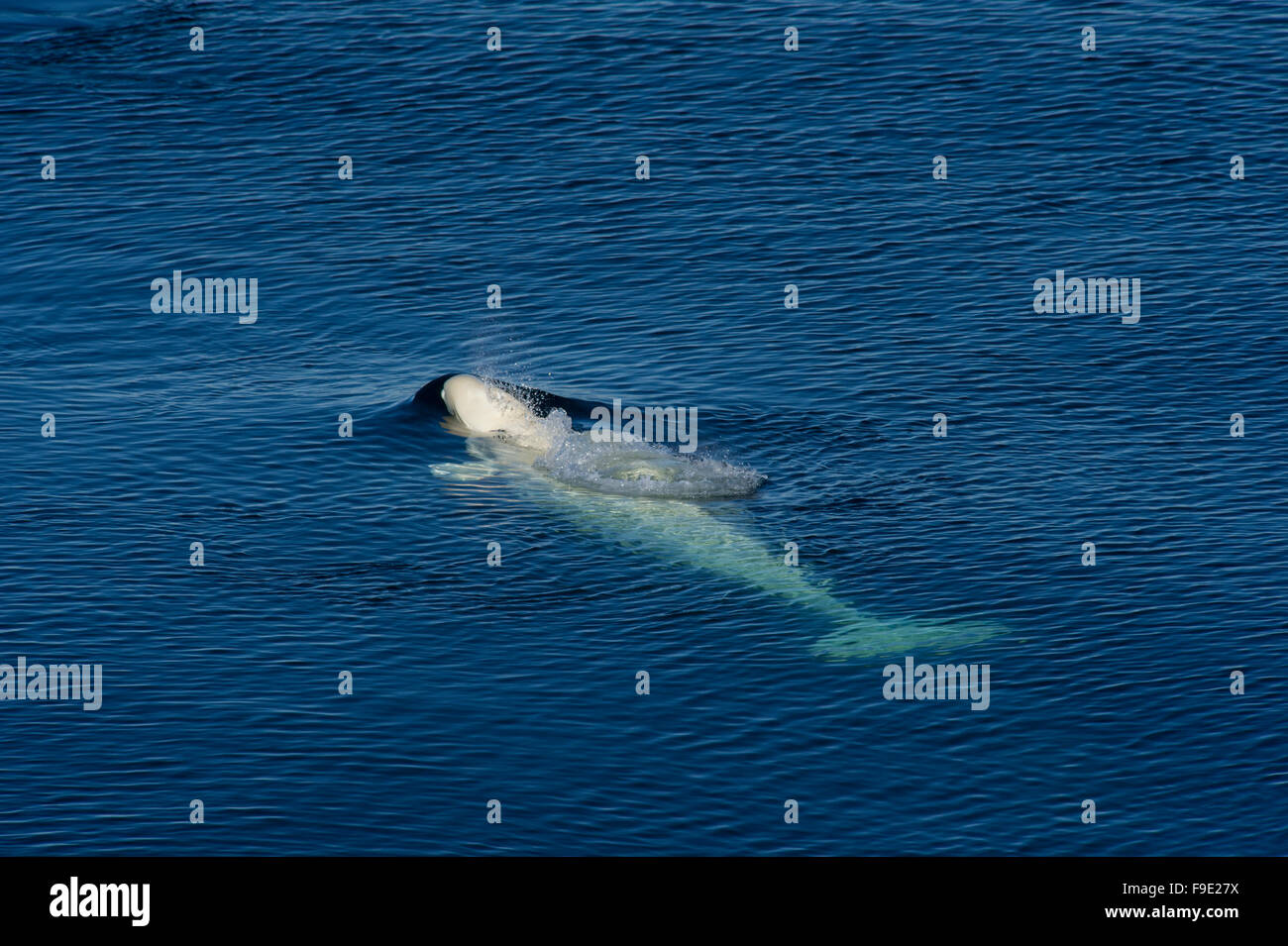 Ein Beluga-Wal (Delphinapterus Leucas) auftauchen zu atmen in den blauen arktischen Gewässern von der Nord-West Küste von Spitzbergen Stockfoto