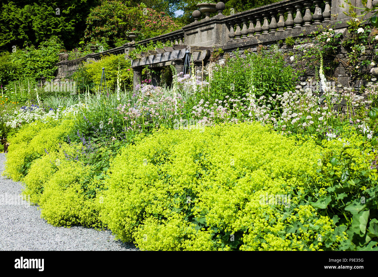 Herrlichen Stately Home krautige Grenze mit Alchemilla Mollis im Vordergrund in Rydal Hall Cumbria Stockfoto