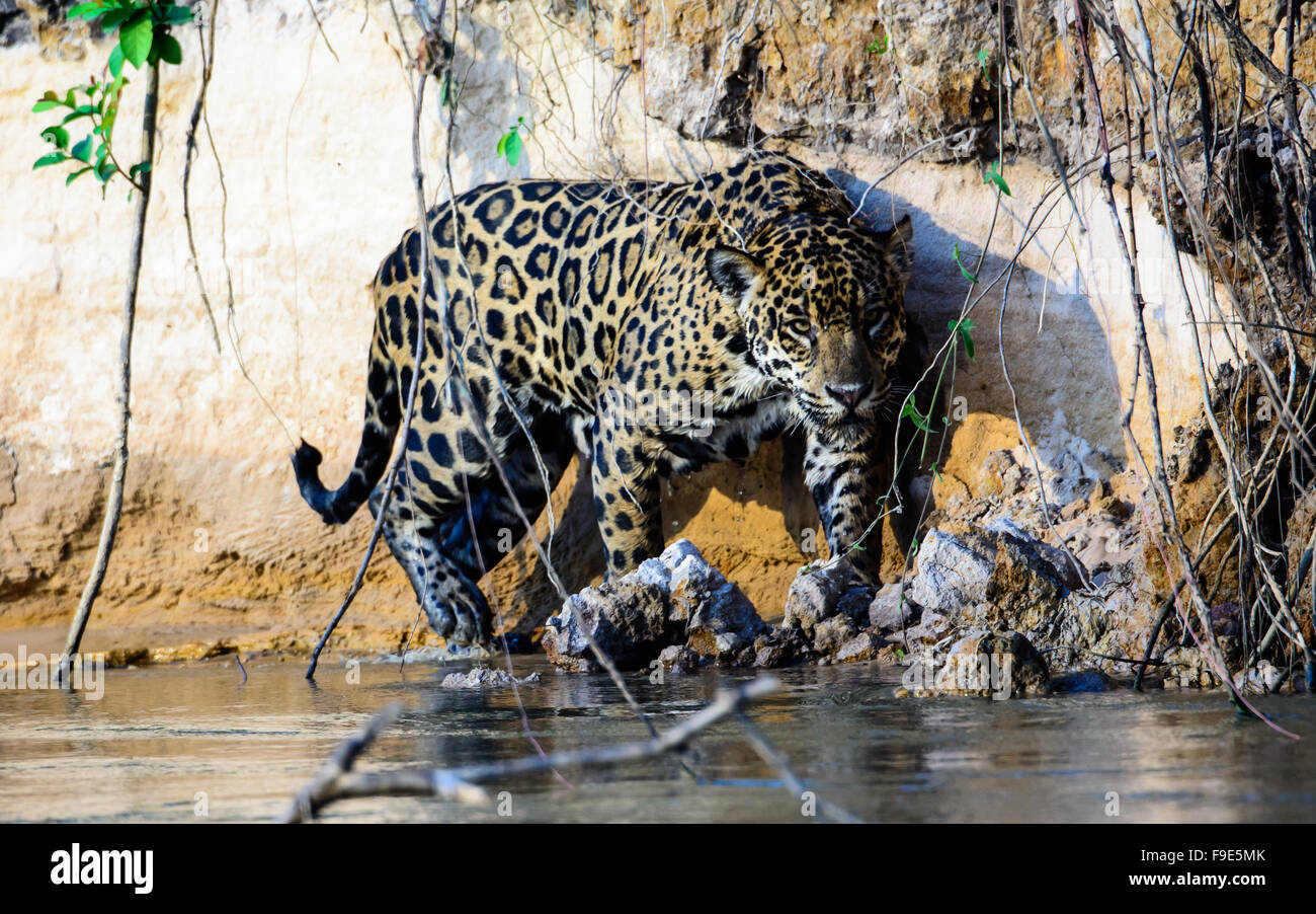 Jaguar schlich am Rande des Flusses cuiaba Stockfoto