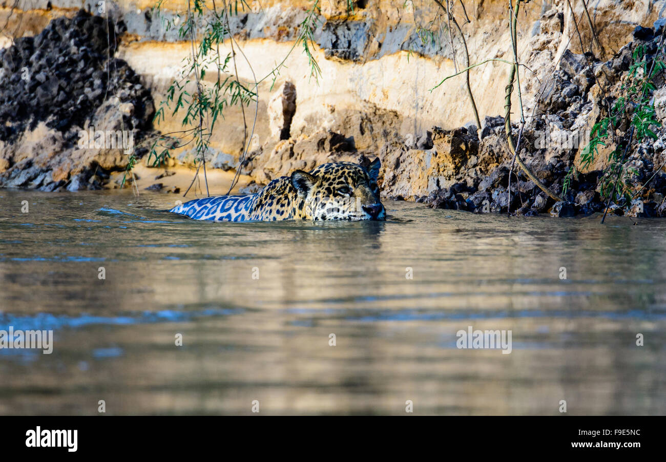 Jaguar, Schwimmen im Fluss Cuiaba Stockfoto
