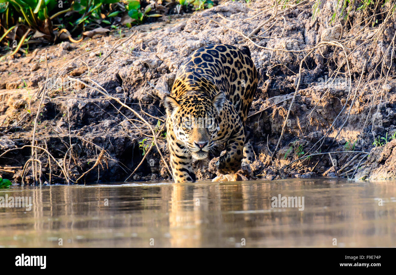 Jaguar in Cuiaba-Fluss im Pantanal Stockfoto