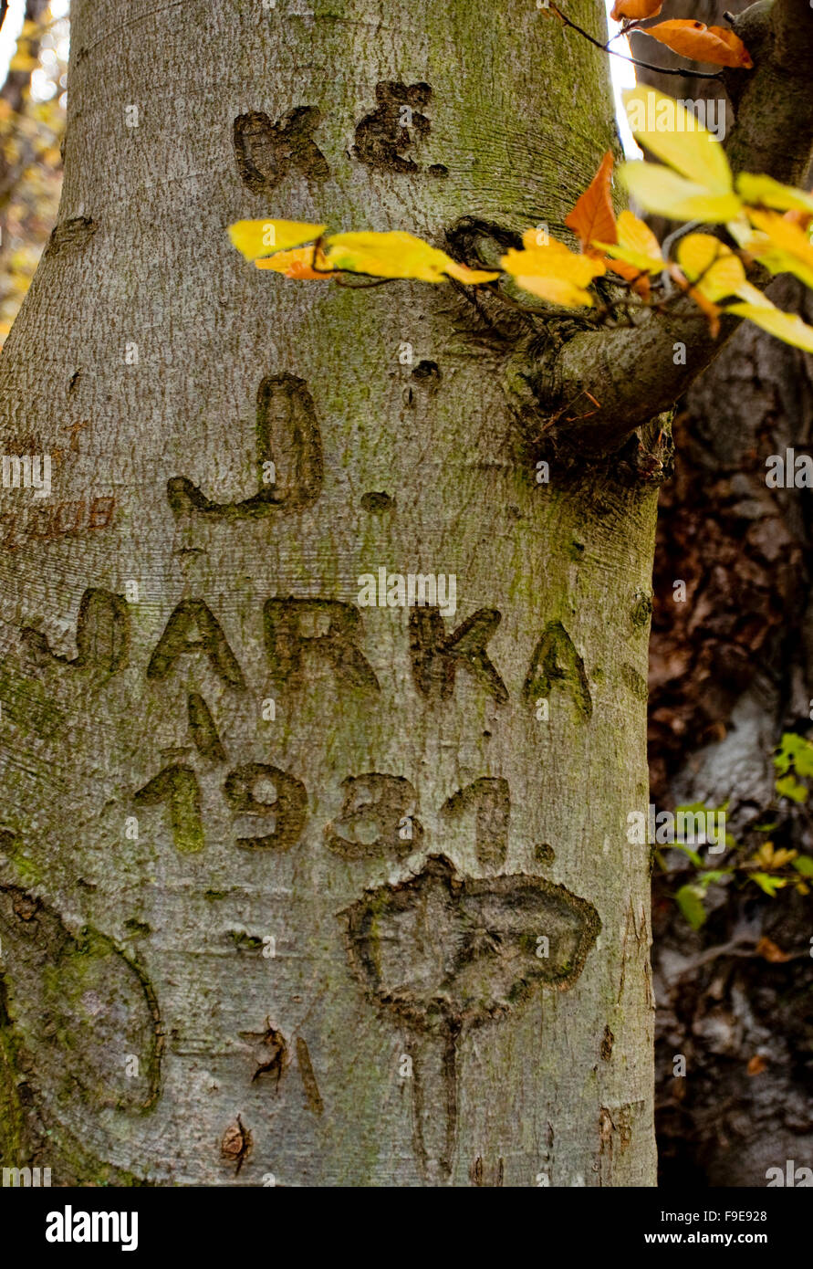 Laubbaum Quercus 5 Buchstaben tanke hallisar