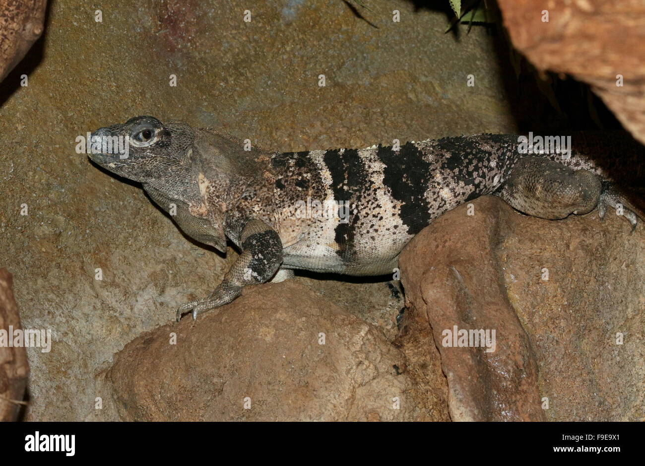 Schwarz stacheligen angebundene Iguana oder schwarz Ctenosaur (Ctenosaura Similis), ursprünglich aus Mexiko und Mittelamerika Stockfoto