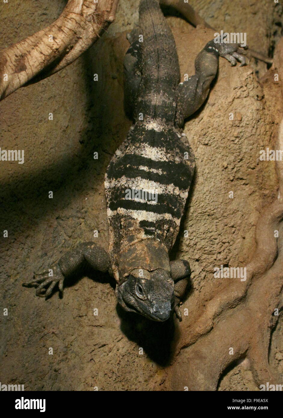 Schwarz stacheligen angebundene Iguana oder schwarz Ctenosaur (Ctenosaura Similis), ursprünglich aus Mexiko und Mittelamerika Stockfoto