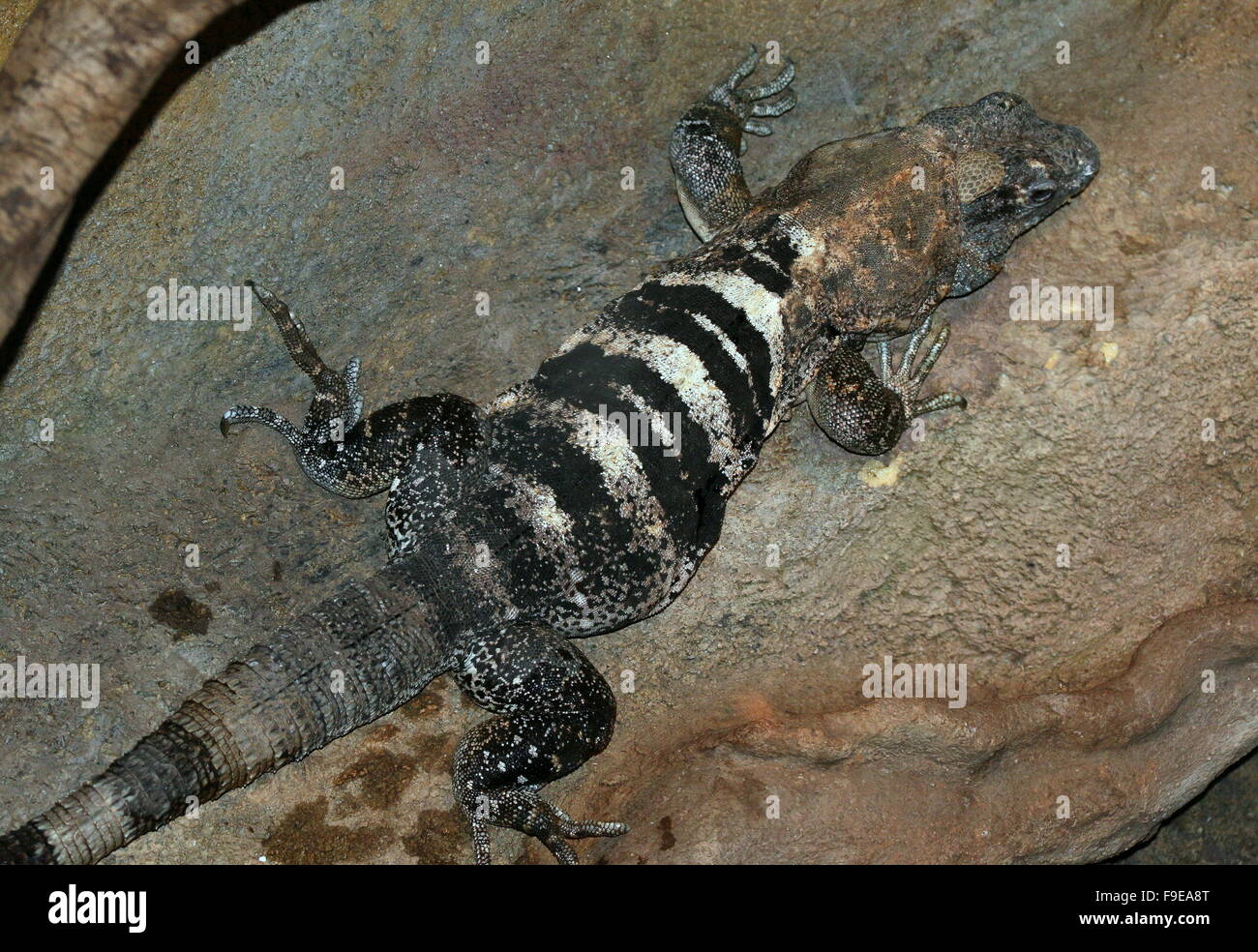 Mexikanischen und zentralamerikanischen schwarzen stacheligen tailed Iguana oder schwarz Ctenosaur (Ctenosaura Similis) Stockfoto