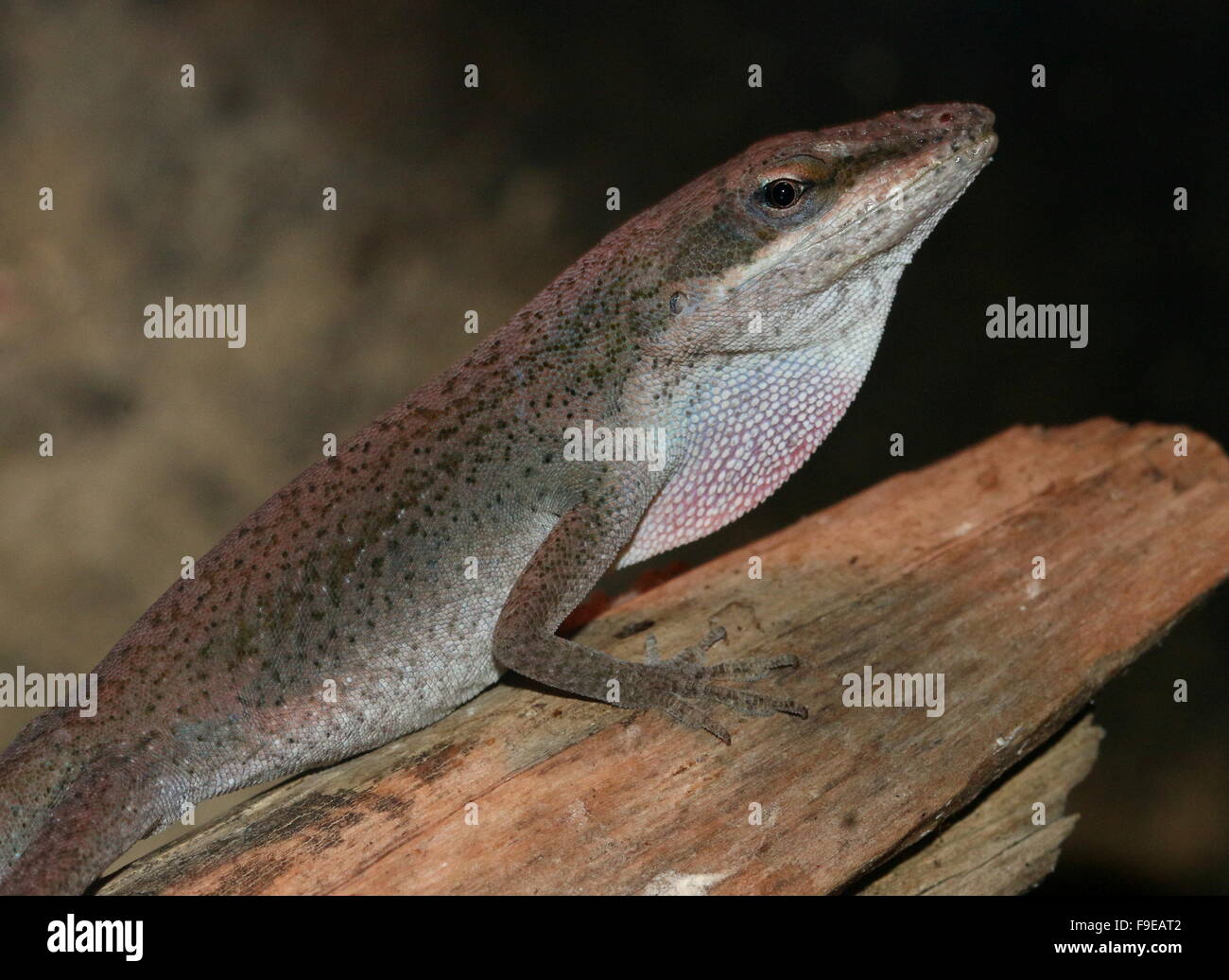 Carolina grüne Anole (Anolis Carolinensis) auch bekannt als amerikanische oder Red-throated Anole. Hier zu sehen mit dunklen / rot braunen Hautton. Stockfoto