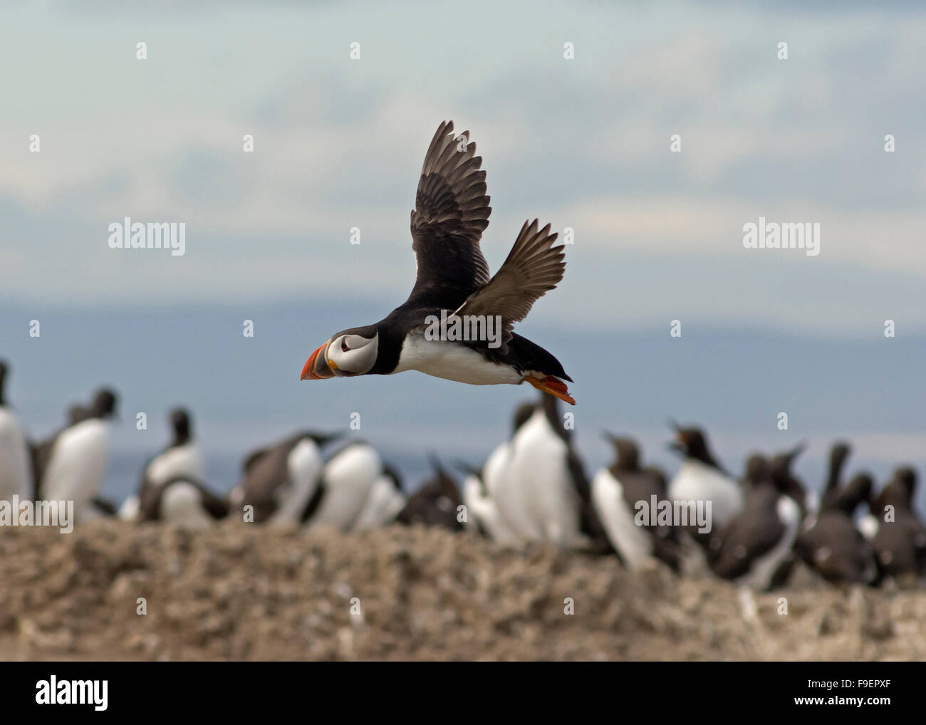 Papageientaucher auf den Farne Islands Northumberland in der Brutzeit Stockfoto