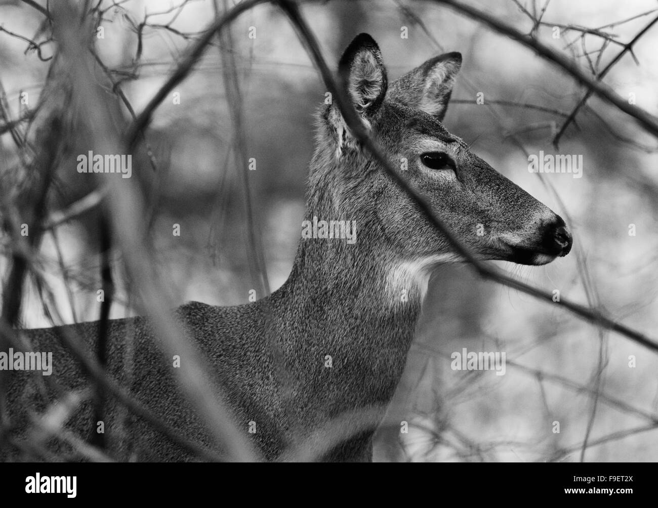 Schwarz / weiß Foto des Hirsches im Busch Stockfoto