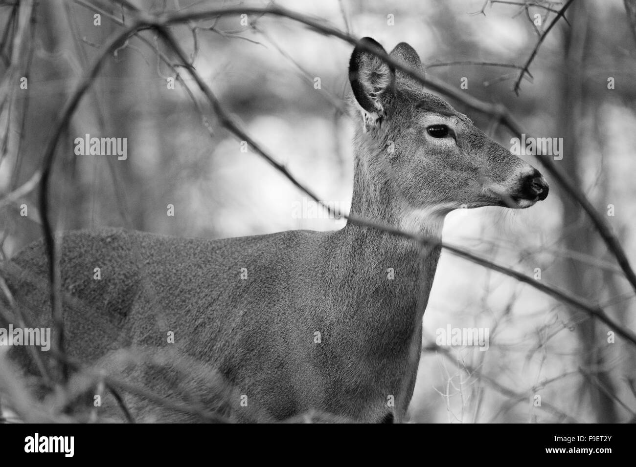 Hirsch im schwarzen hintergrund -Fotos und -Bildmaterial in hoher