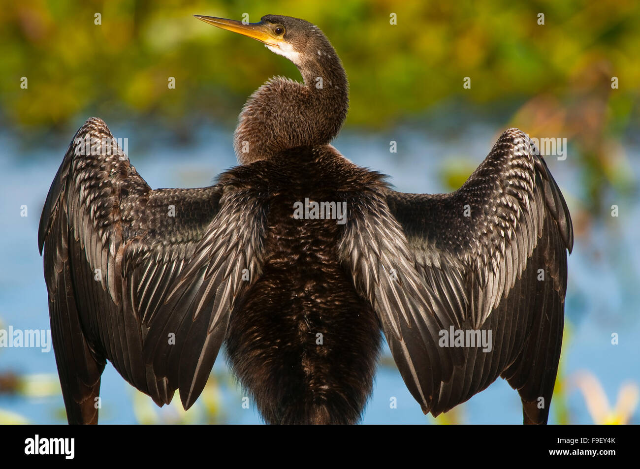 Anhinga, Wetland Park Orlando, FL Stockfoto