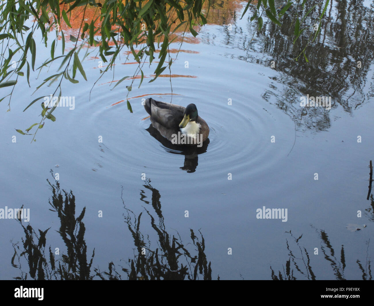 Sitting Pretty - Ente schwimmt auf wellige Wasser umgeben von Weidenzweigen Baum und Reflexion der Blätter im Wasser. Stockfoto