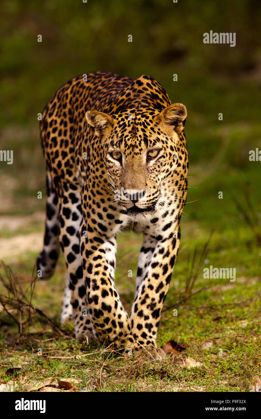 Sri Lanka Leoparden (Panthera Pardus Kotiya) Stockfoto