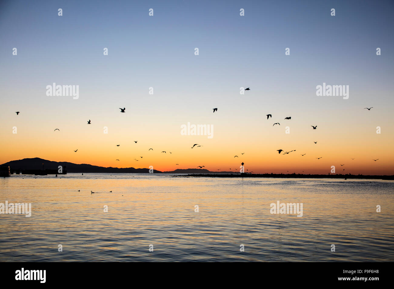 Seevögel auf Dwan, Santa Barbara Hafen, Kalifornien, USA. Stockfoto