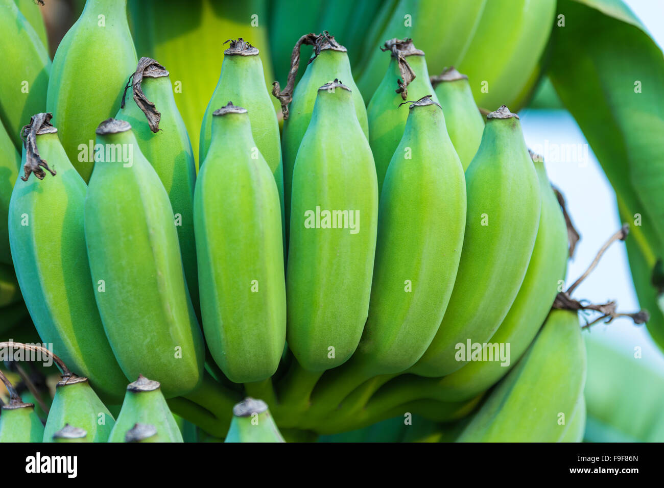 Trauben von grünen Bananen wachsen im tropischen Regenwald Stockfoto