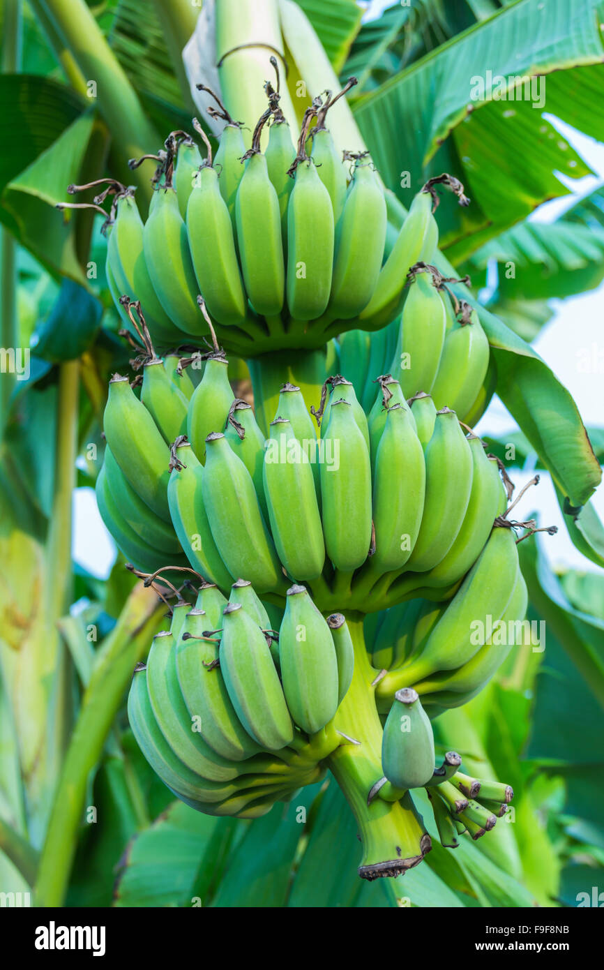 Trauben von grünen Bananen wachsen im tropischen Regenwald Stockfoto
