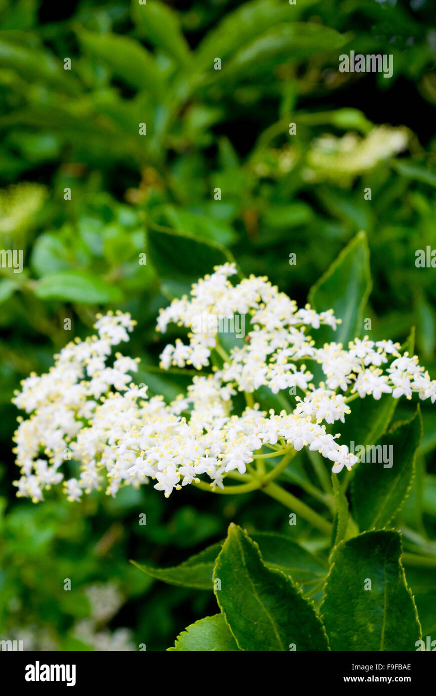 Holunderblüten (Sambucus Nigra) im Frühjahr, UK Stockfoto