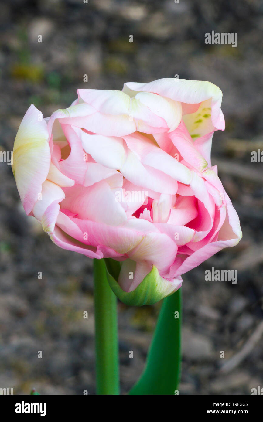 Doppelte Tulpe Blume Sorte "Angelique" Stockfoto