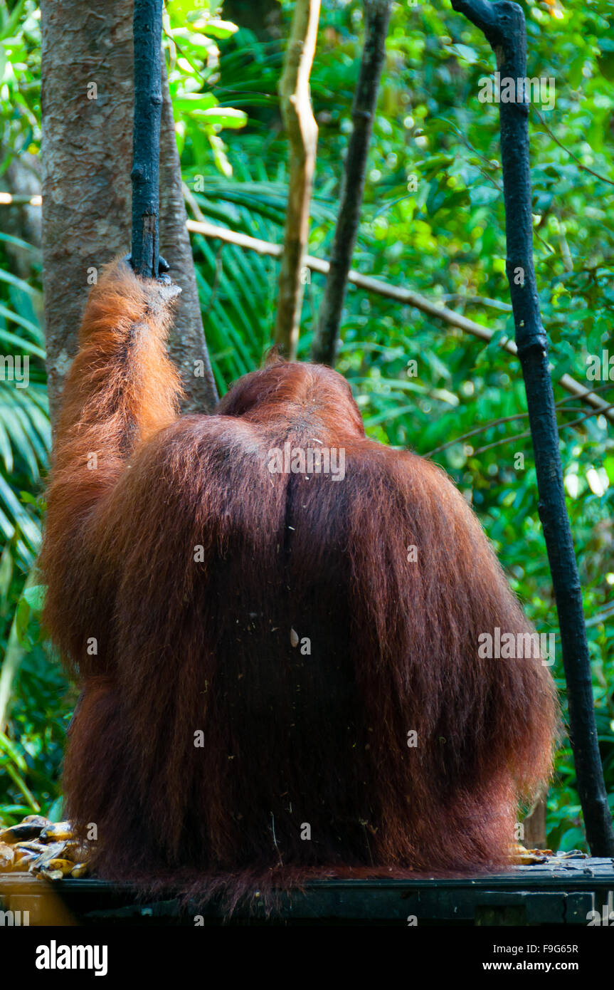 Alpha Male Orang Utan hängt an einem Baum in den Dschungel, Indonesien Stockfoto