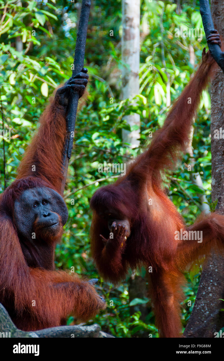 zwei Orang Utan hängt an einem Baum in den Dschungel, Indonesien Stockfoto
