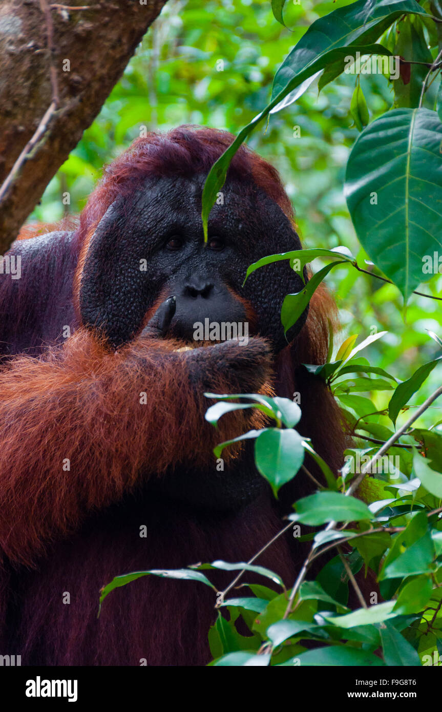 Alpha Männchen Orang-Utan Essen Porträt vorne Stockfoto