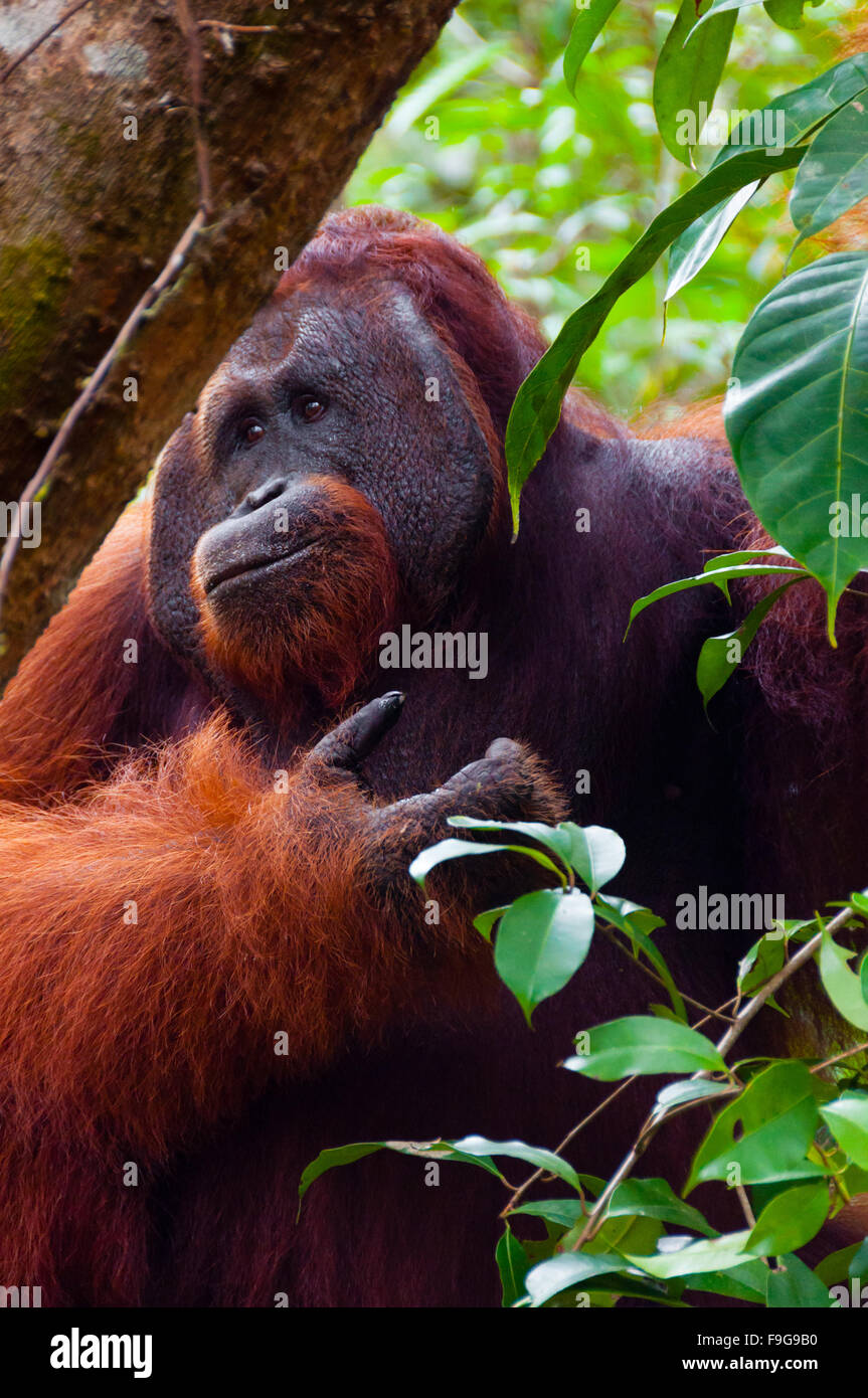 Alpha Männchen Orang-Utan Essen Porträt vorne Stockfoto