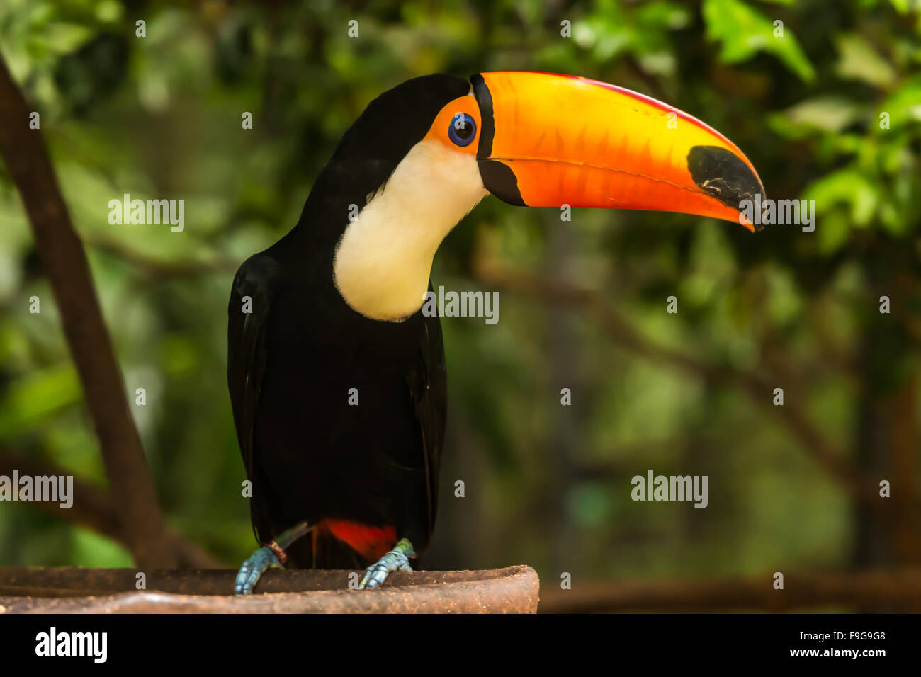 Bunten Tukan auf den Ast, Foz Iguazu Vogelpark, Brasilien, November 2015 Stockfoto