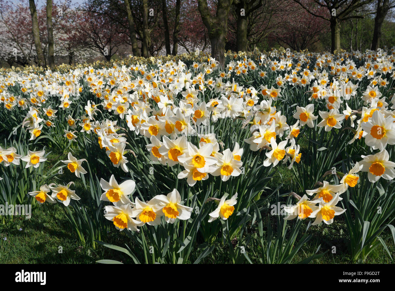 Blühende Narzisse Blumen in voller Blüte Stockfoto