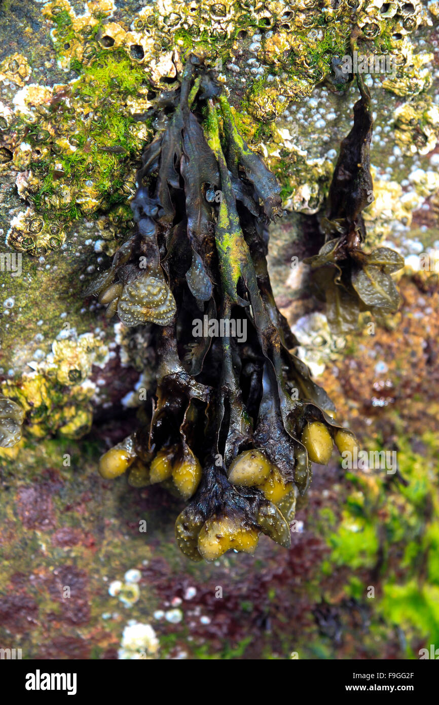 Nahaufnahme von Algen auf einem Felsen Shetland-Inseln Schottland, Vereinigtes Königreich Stockfoto