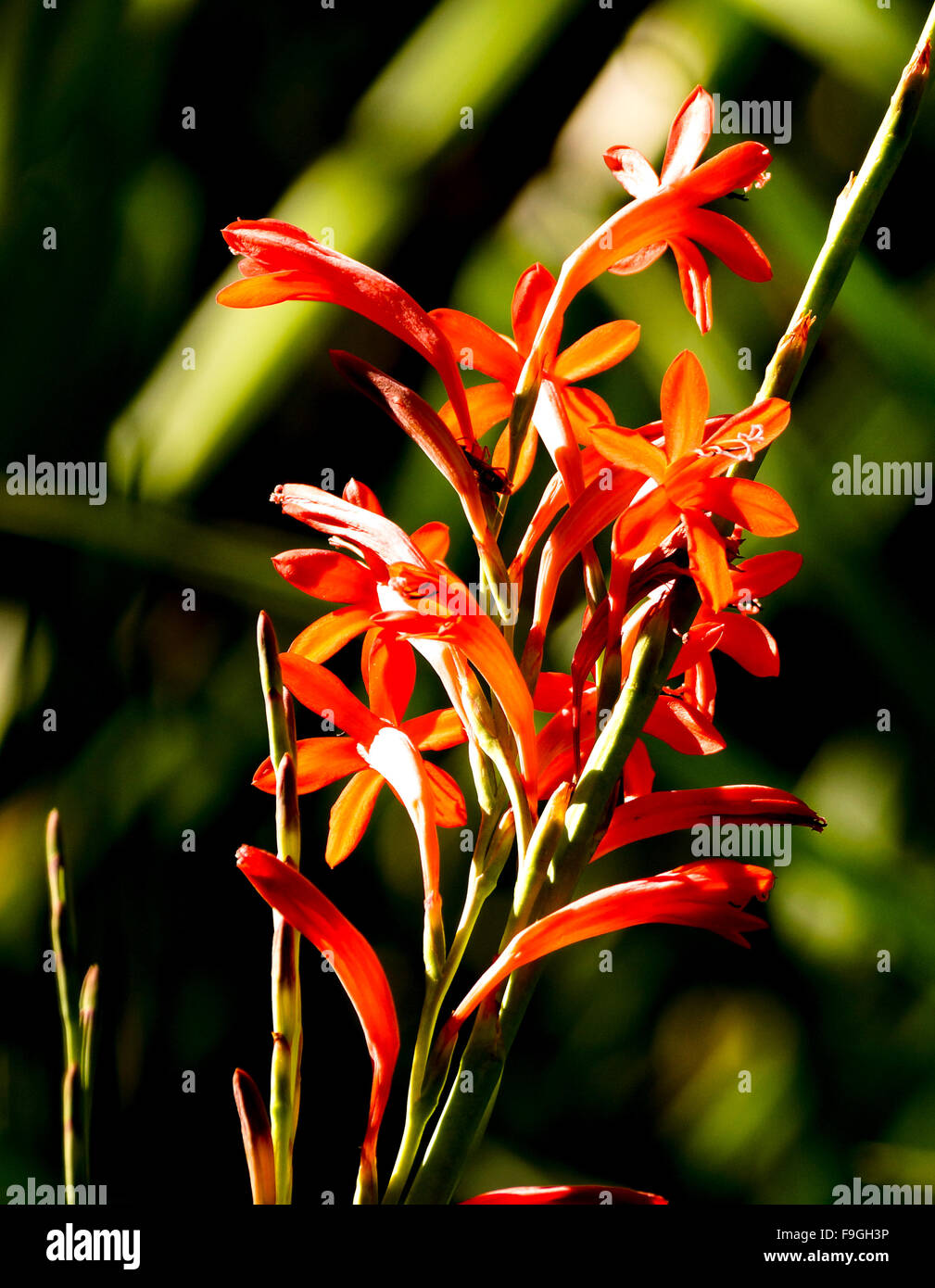 Rote Blumen in Helderberg Nature Reserve, Südafrika getroffen. Stockfoto