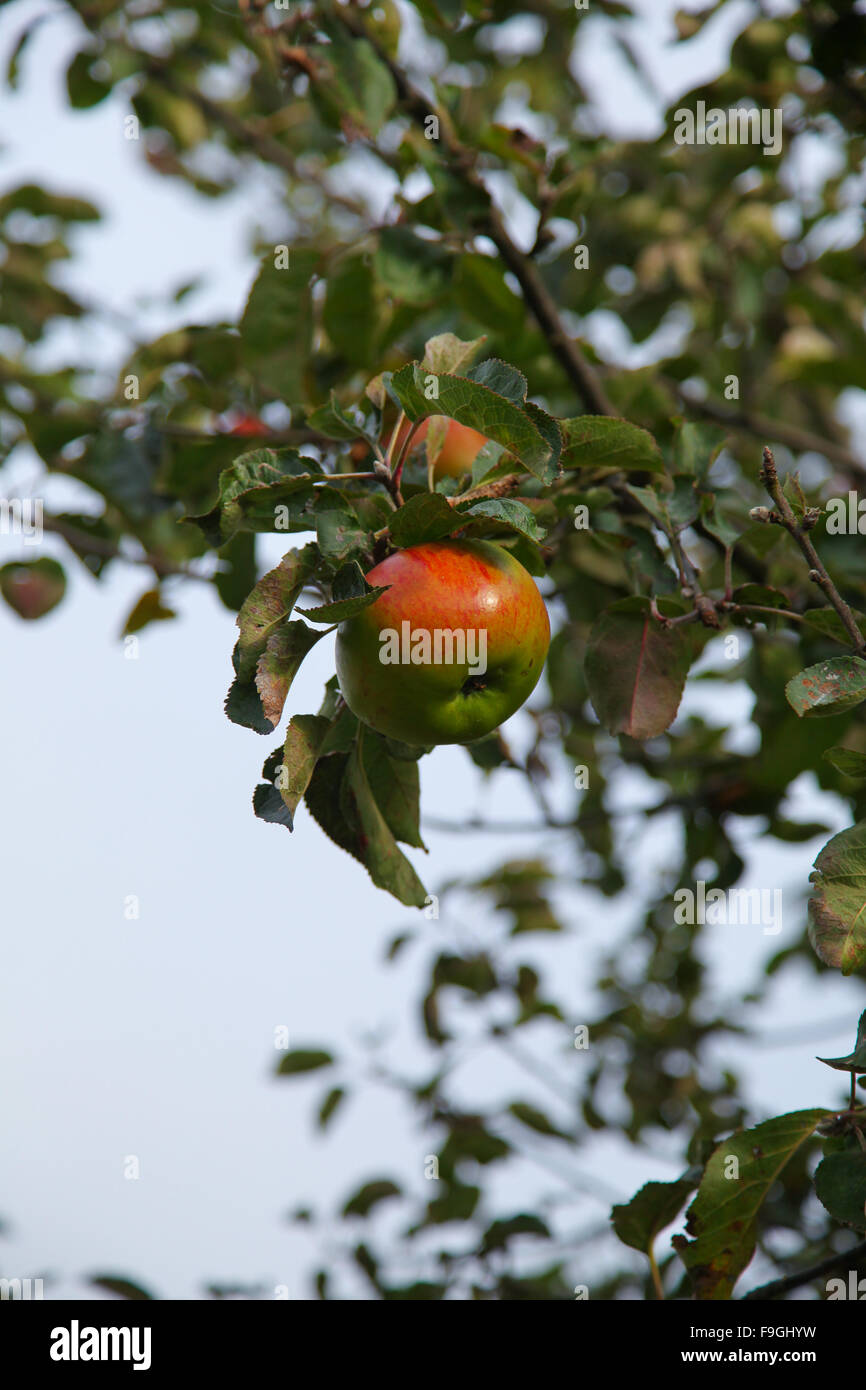 Techniken zu lehren ist der "sanften Methode". Mit dieser Methode ist der Apfel sanft auf der Storch umgedreht. Stockfoto