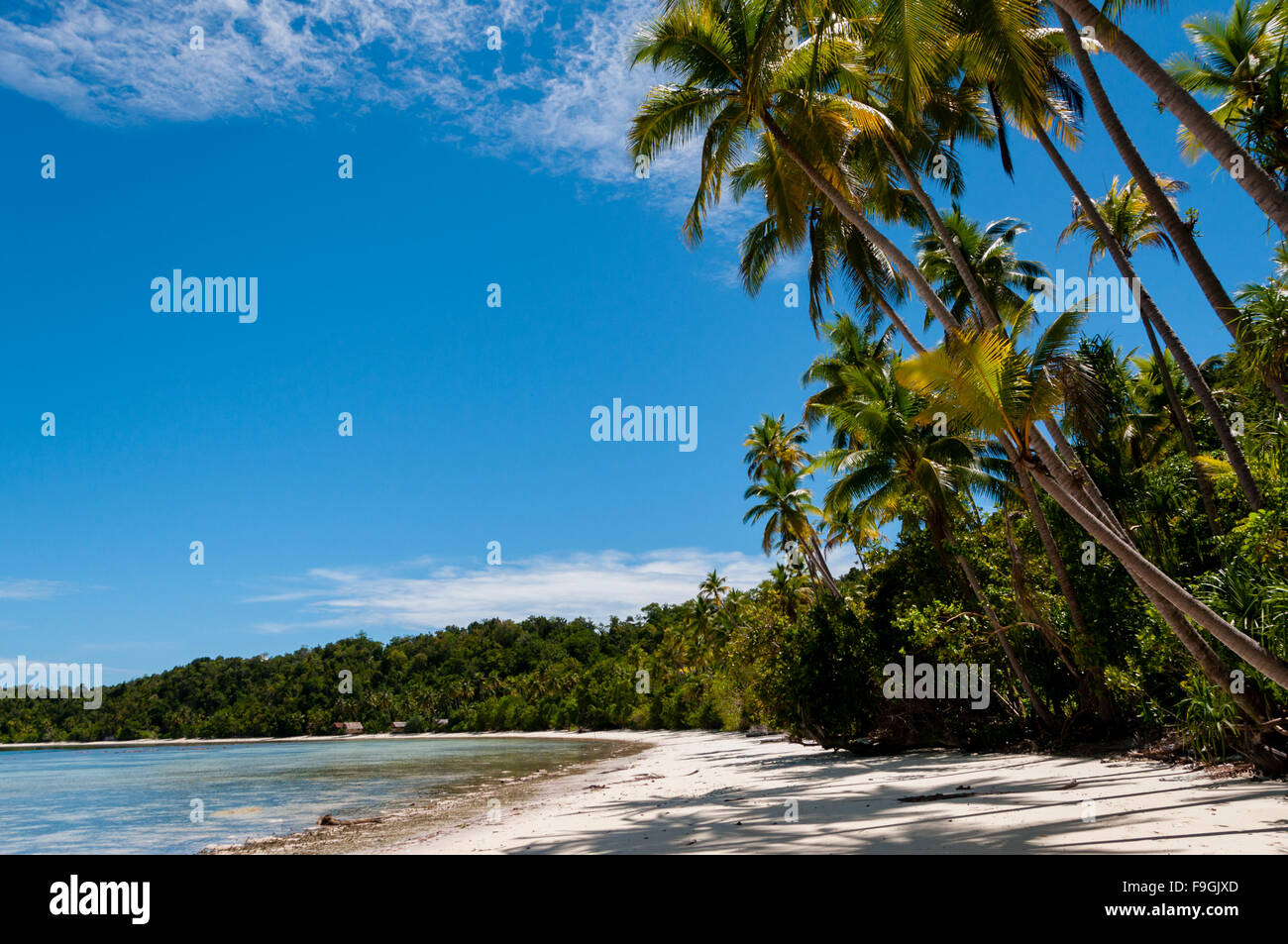 Palmen an einem tropischen Raja Ampat Strand mit blauem Himmel und Meer Stockfoto
