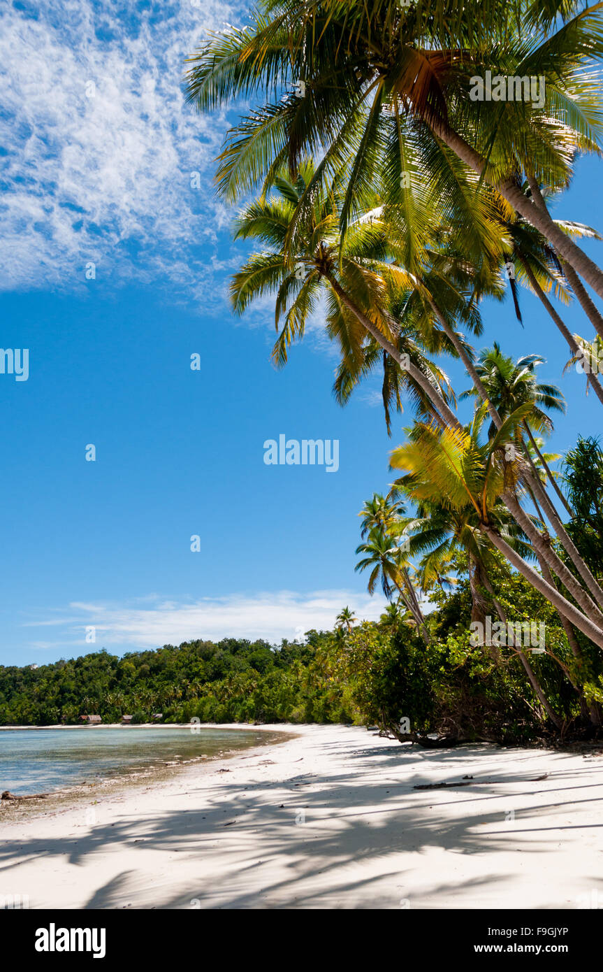 Palmen an einem tropischen Raja Ampat Strand mit blauem Himmel und Meer Stockfoto