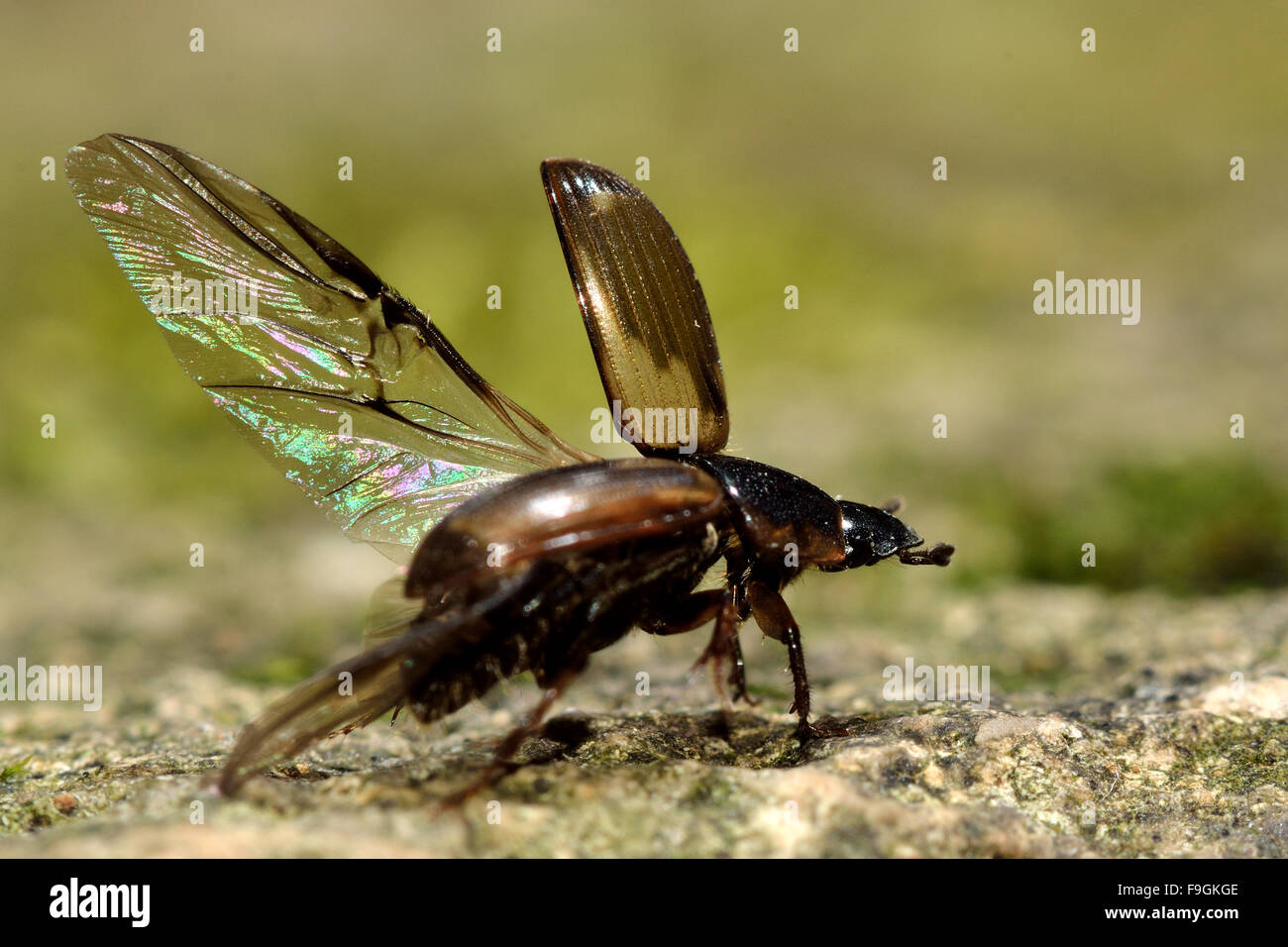 Aphodius Prodromus Einnahme Flug. Ein Mistkäfer in Familie Scarabaeidae, Flug, mit Details in Hind und Vordergrund Flügel Stockfoto