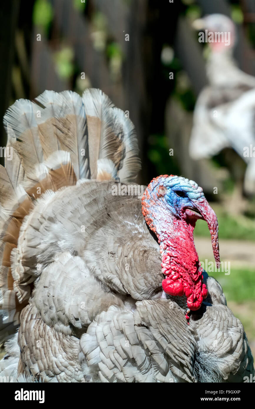 Detail der rote Kopf der grauen Türkei Vogel Stockfoto