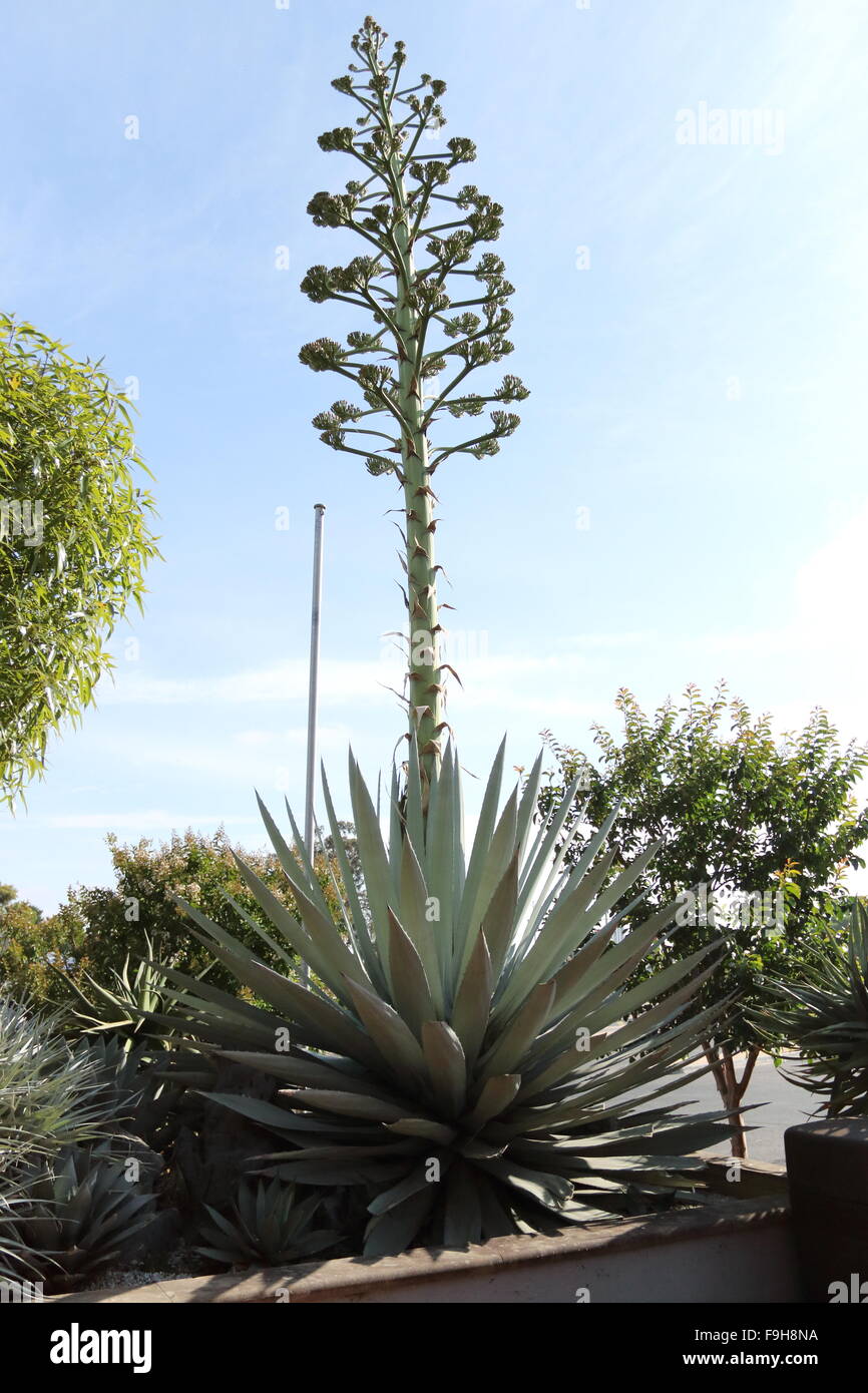 Agave Sisalana Perrine oder auch bekannt als Agave Sisalana - Sisal mit  Blumen Stockfotografie - Alamy