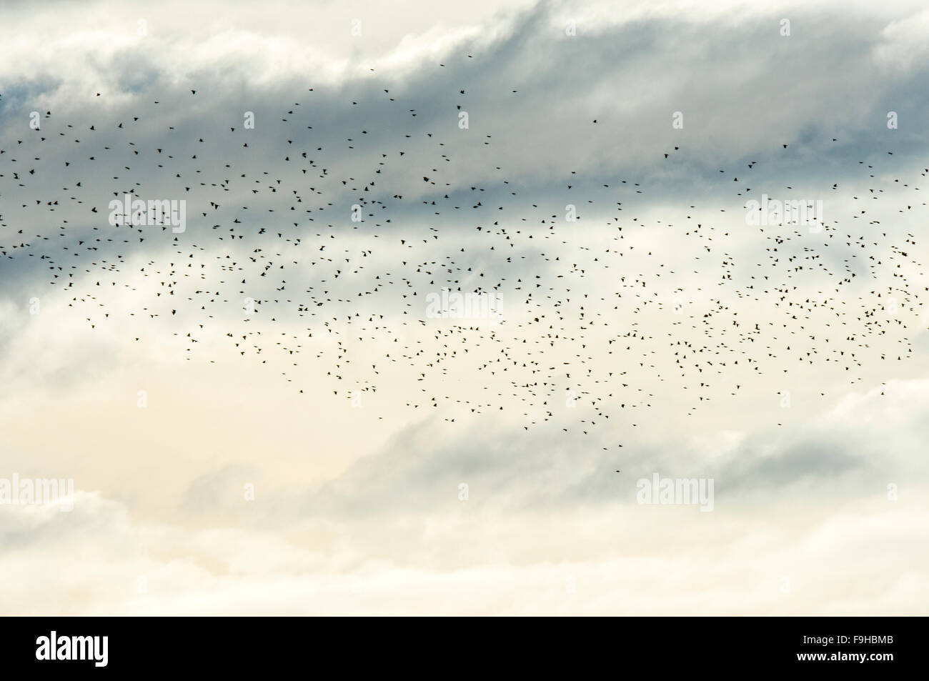 Migrieren von Herde von Amseln gegen die Wolken Stockfoto