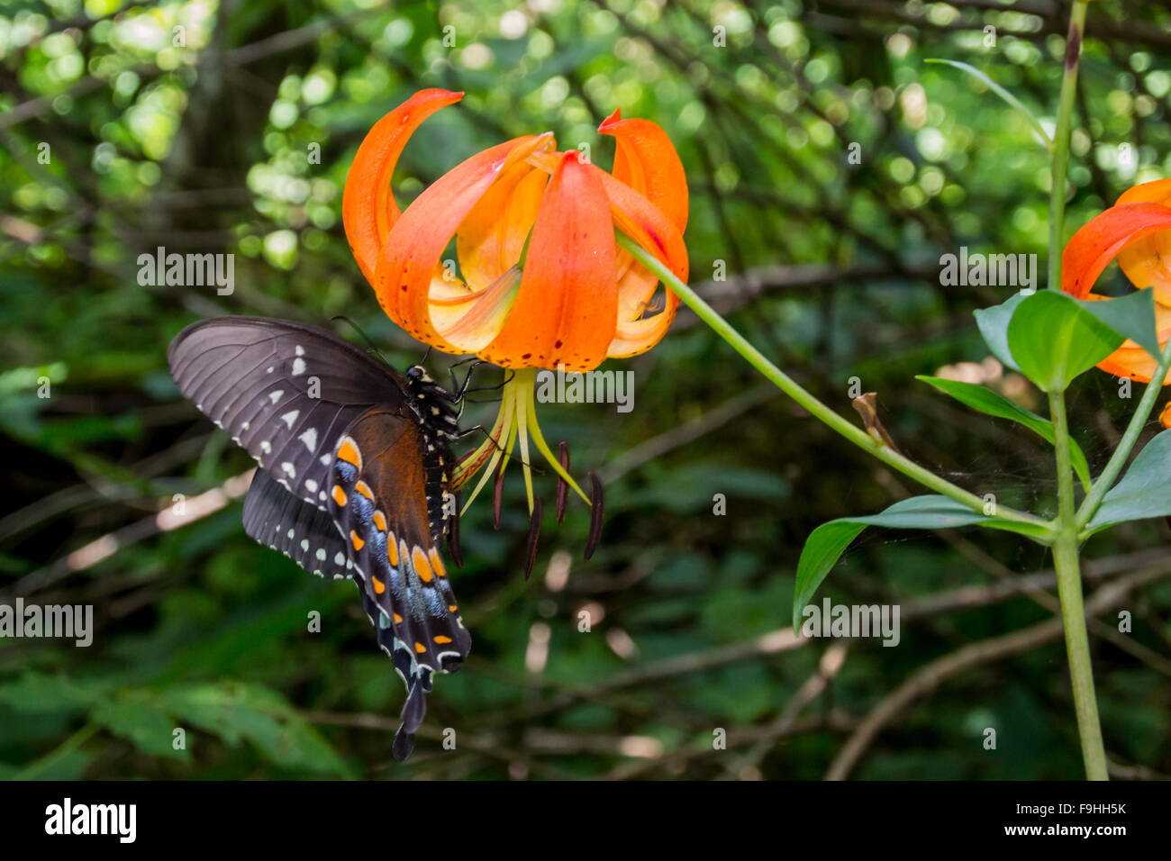 Ein Schmetterling mit orangenen und blauen Details saugt Nektar aus einer Türken Kappe Lilie Stockfoto