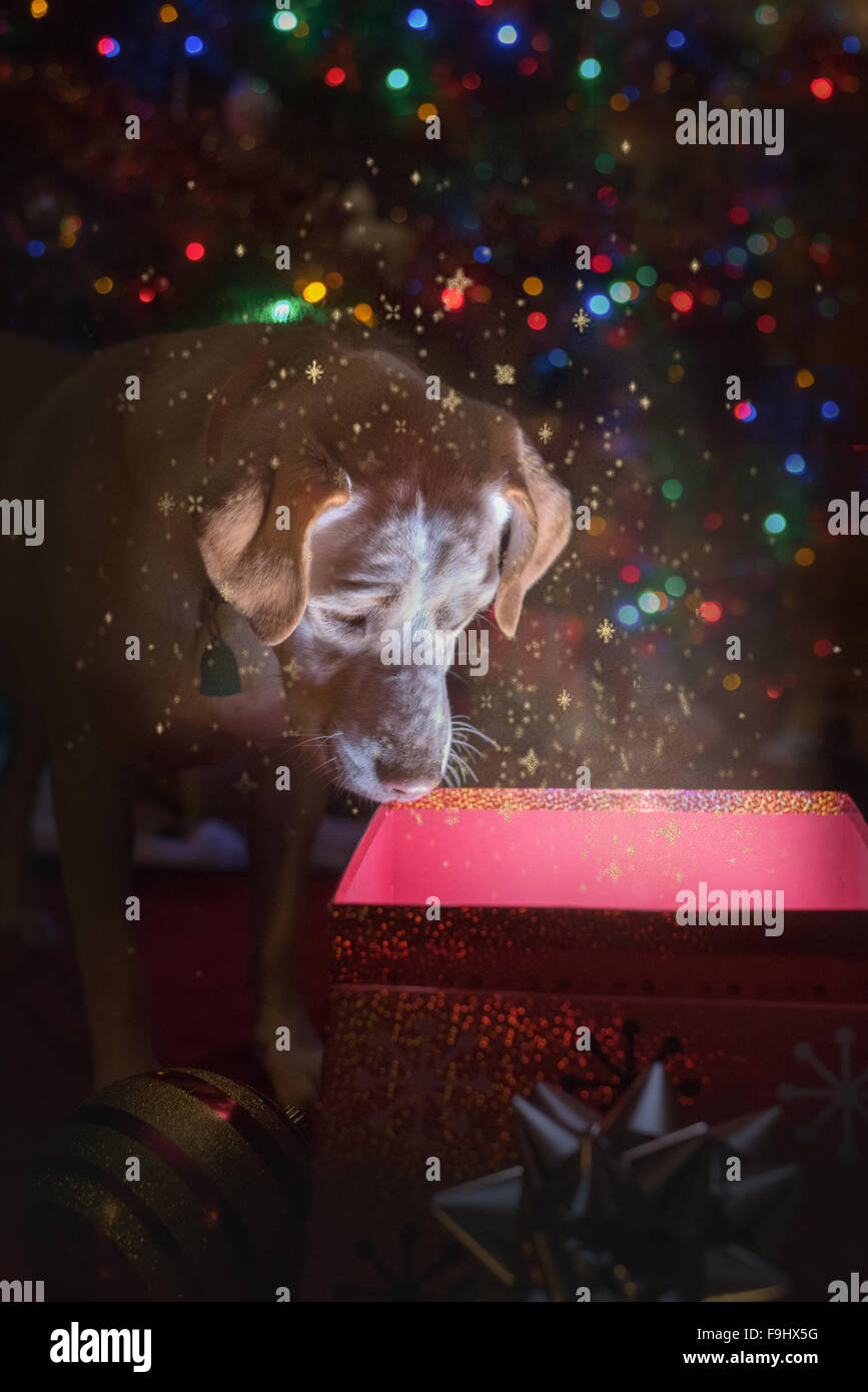 Weihnachtswunder für Hunde.  Hund schaut in einen Kasten und Licht und Glitter herauskommen Stockfoto