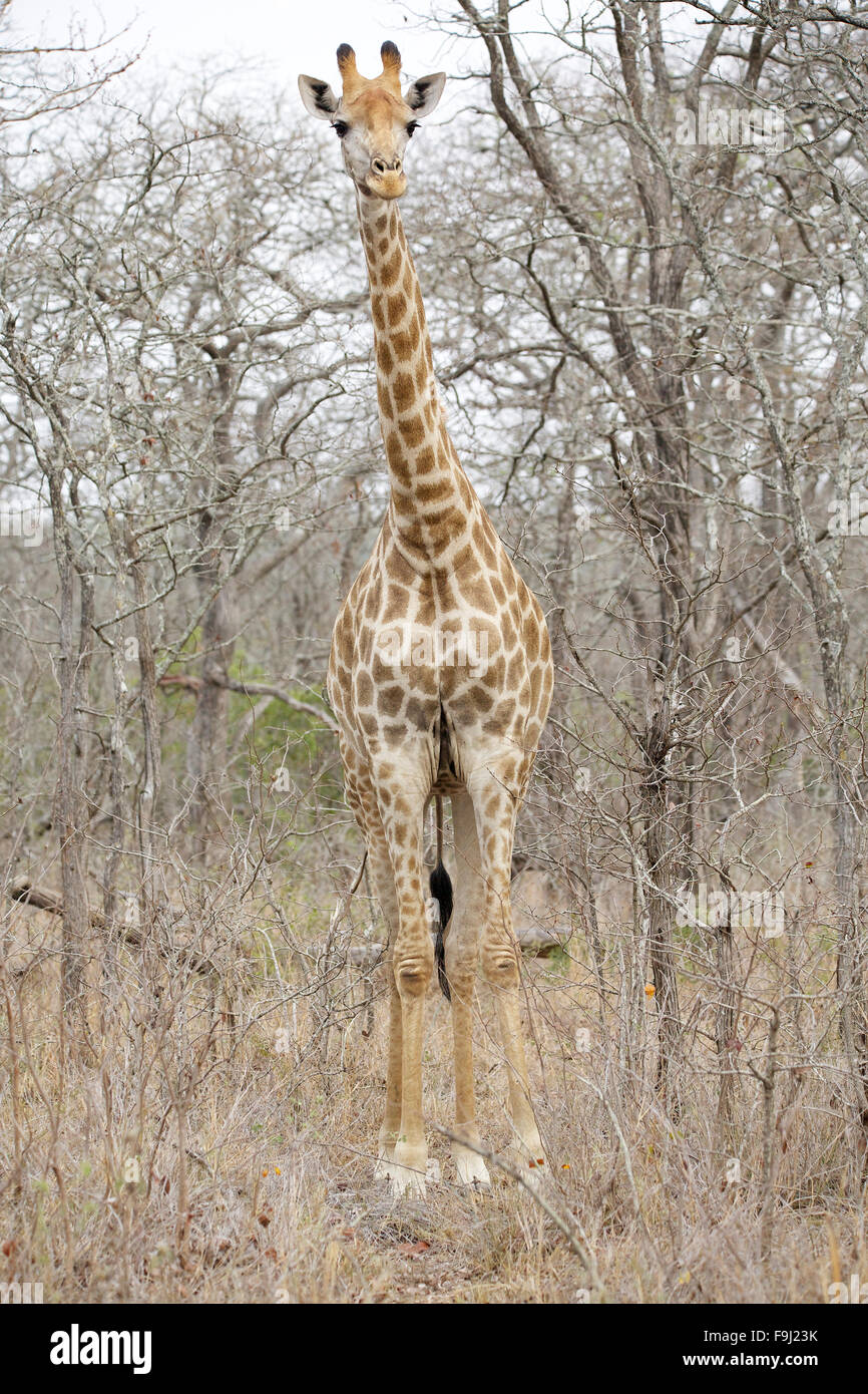 Kap-Giraffe (Giraffa Giraffe Giraffa), Krüger Nationalpark, Südafrika, Afrika Stockfoto