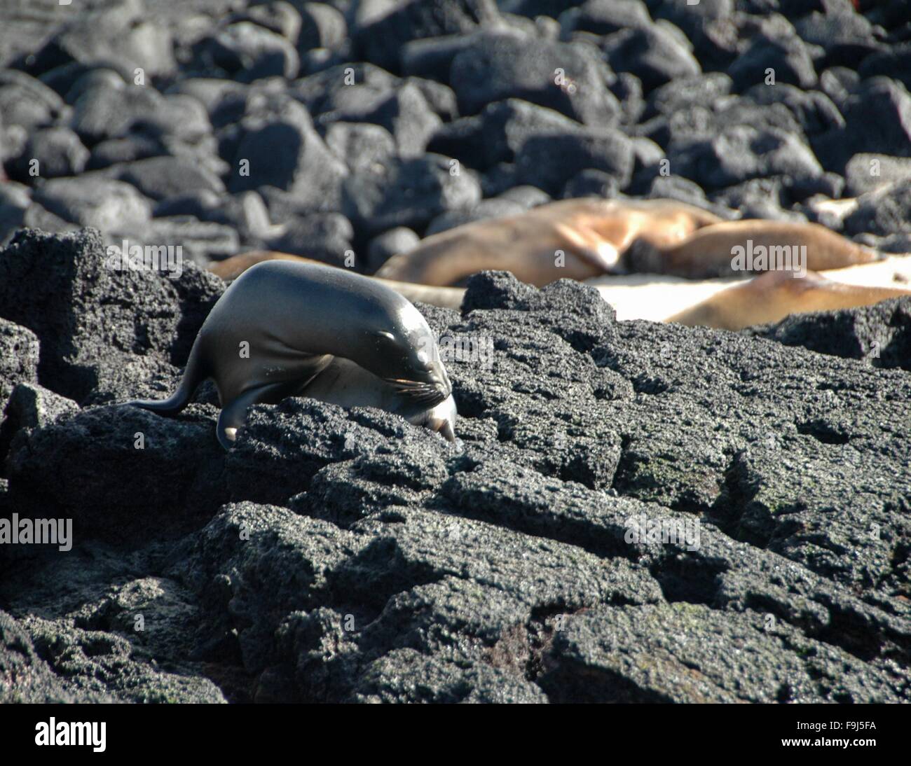 Ein Seelöwe Welpe kratzt sich auf Floreana Insel, Galapagos, Ecuador. Stockfoto