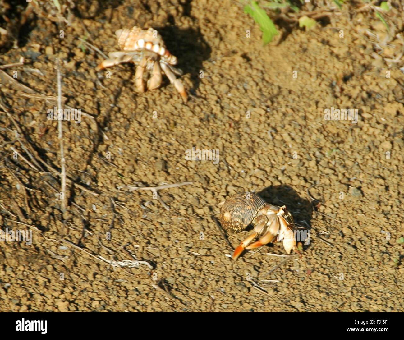 Zwei Einsiedlerkrebse auf Floreana Insel, Galapagos, Ecuador. Stockfoto