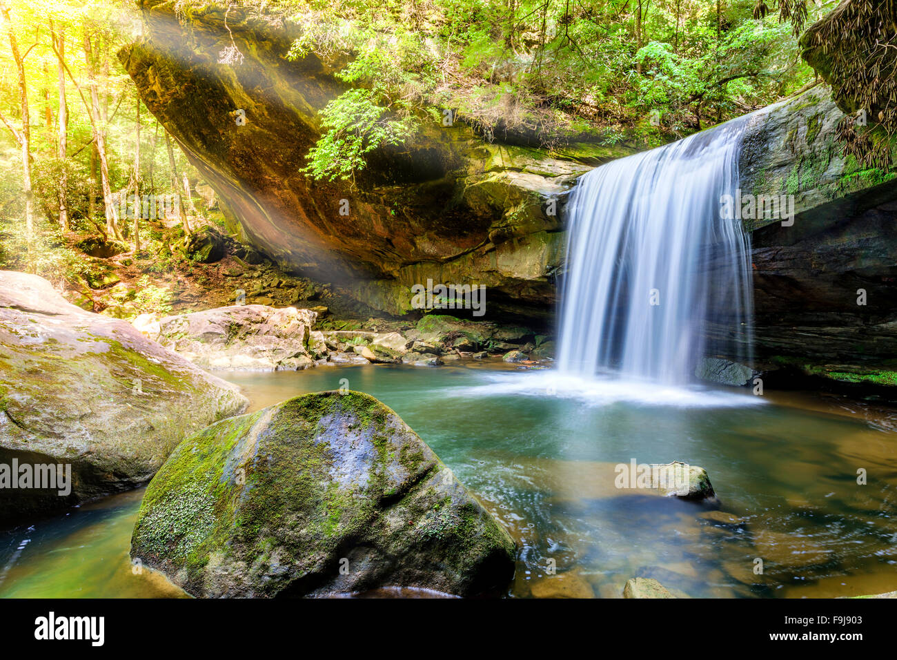 Hund fällt Schlachtung im Daniel Boone National Forest im südlichen Kentucky Stockfoto