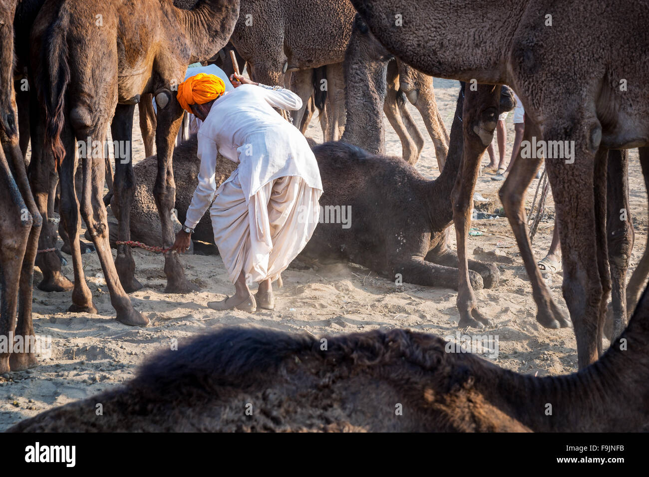 Ein Mann band seine Kamele, Pushkar Camel Fair, Pushkar, Rajasthan, Indien Stockfoto