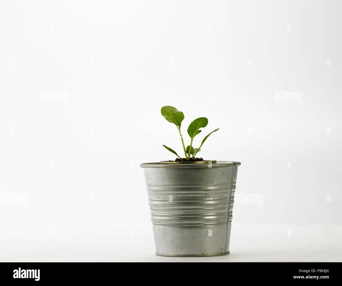 Choy Sum wächst aus dem Aluminium-Topf Stockfoto