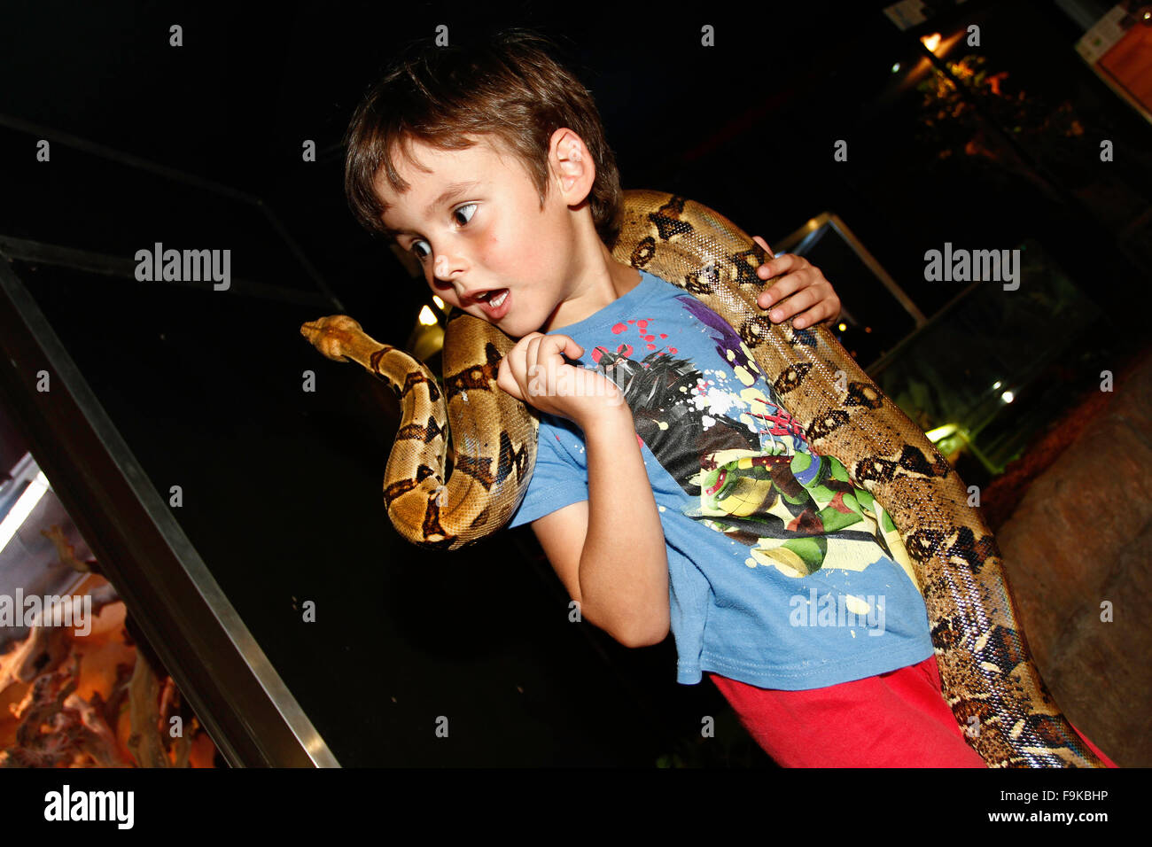 Ein vierjähriger Junge Uhren eine Python-Schlange um den Hals mit weit aufgerissenen Augen. Stockfoto