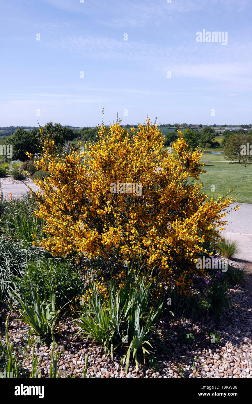 CYTISUS. BESEN. RHS HYDE HALL TROCKENGARTEN Stockfoto