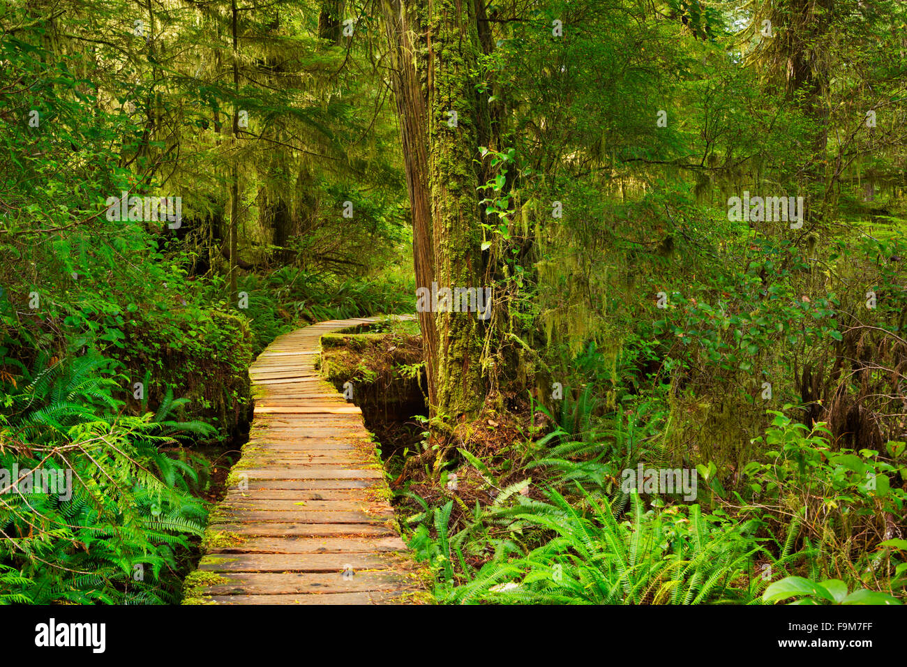 Ein Pfad durch üppigen Regenwald im Pacific Rim National Park Reserve auf Vancouver Island, Kanada. Stockfoto