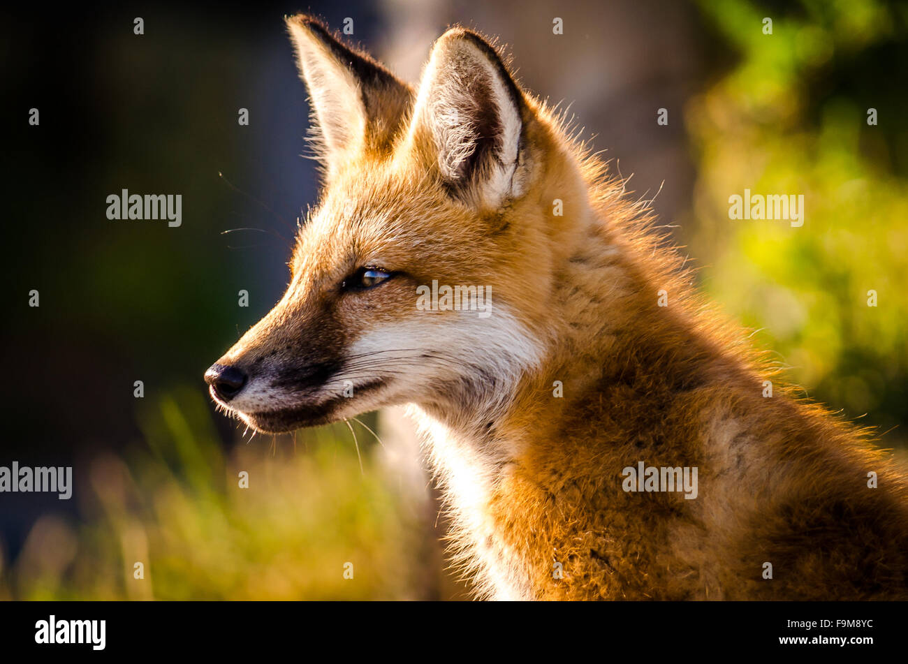 Roter Fuchs auf Cape Cod, Wohnheimen Stockfoto