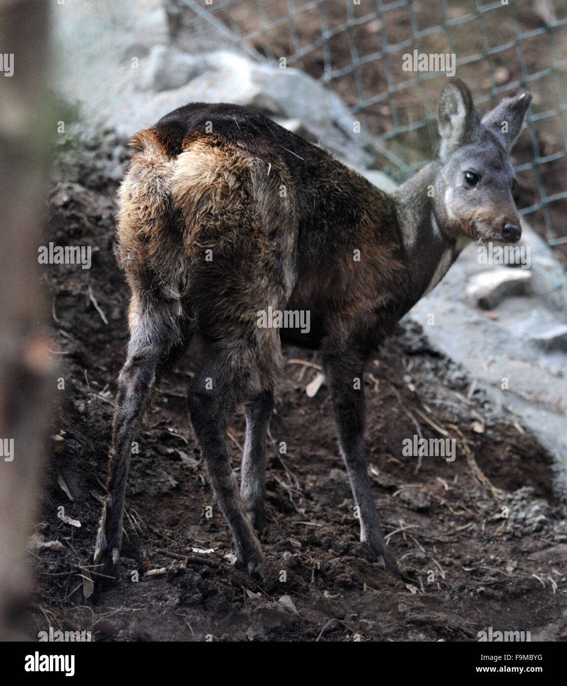 Ein anderthalb Jahre alt Männlich von seltenen sibirischen Moschushirschen (Moschuss Moschiferus) genießt eine renovierte Gehäuse in einem Zoo in Usti Nad Labem, Tschechische Republik, 16. Dezember 2015. Die sibirischen Moschushirschen eingestuft als bedroht, weil es für seine Moschus Drüse gejagt wird. Die auffälligsten Merkmale der sibirischen Moschushirschen sind seine Zähne, die Männchen für die Anzeige anstelle von Geweih. (CTK Foto/Libor Zavoral) Stockfoto